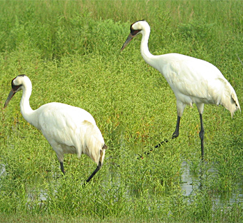 Whooping Cranes