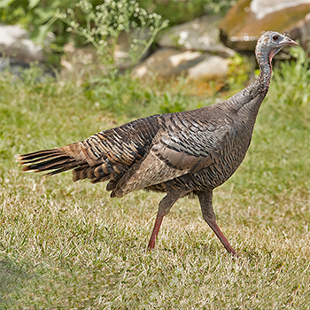 Wild Turkey
