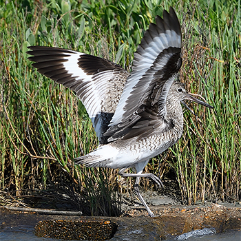 Willet