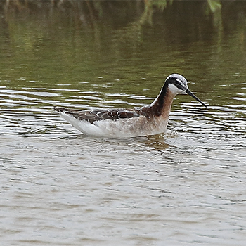 Wilson's Phalarope