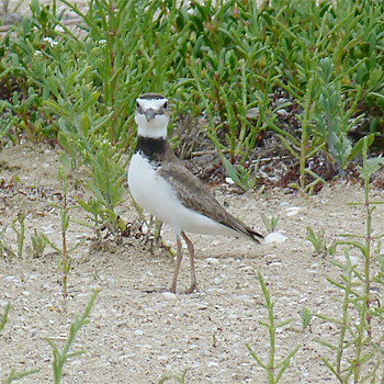 Wilson's Plover