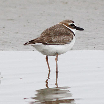 Wilson's Plover