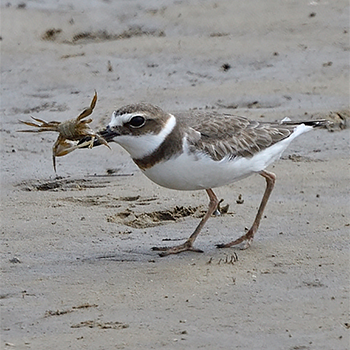 Wilson's Plover