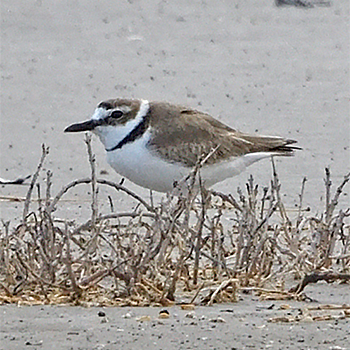 Wilson's Plover