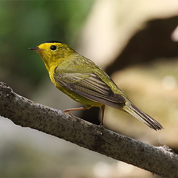 Wilson's Warbler