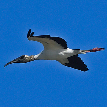 Wood Stork