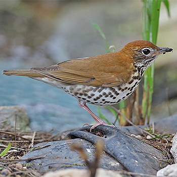 Wood Thrush