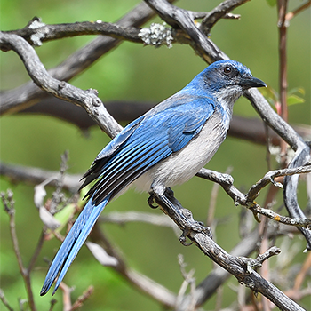 Woodhouse's Scrub-jay