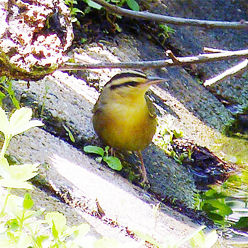 Worm-eating Warbler