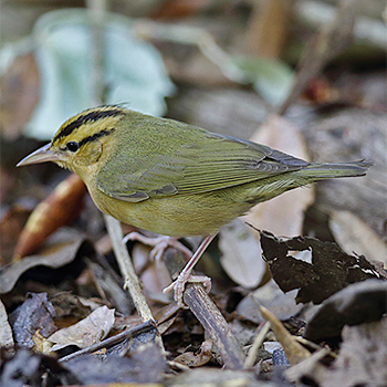 Worm-eating Warbler