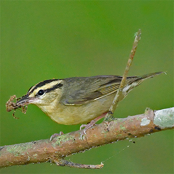 Worm-eating Warbler