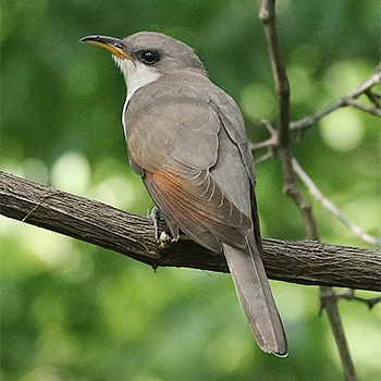 Yellow-billed Cuckoo
