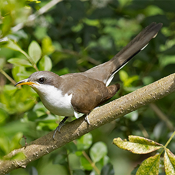 Yellow-billed Cuckoo