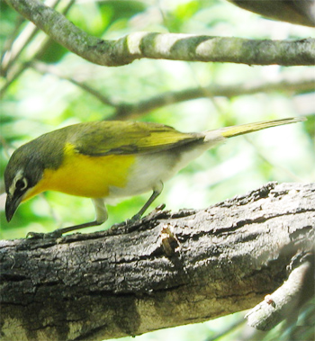 Yellow-breasted Chat