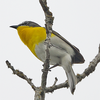 Yellow-breasted Chat