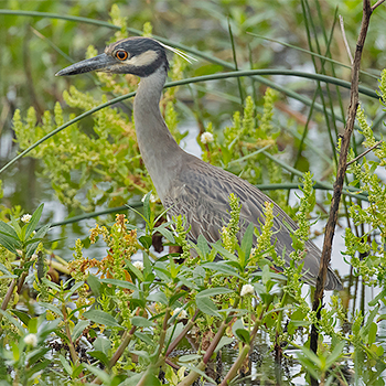 Yellow-crowned Night-heron