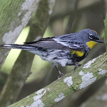 Yellow-rumped Warbler