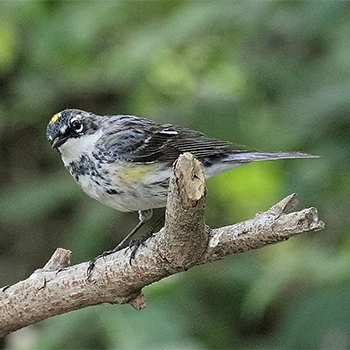 Yellow-rumped Warbler