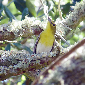 Yellow-throated Vireo