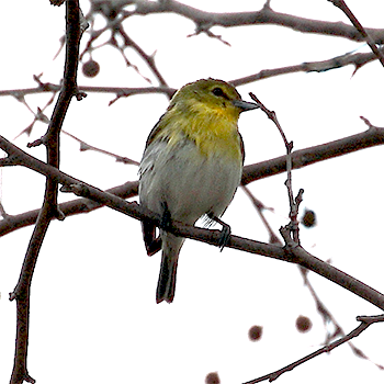 Yellow-throated Vireo