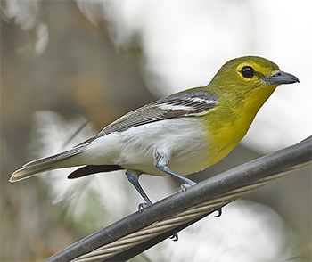 Yellow-throated Vireo