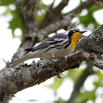 Yellow-throated Warbler