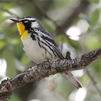 Yellow-throated Warbler