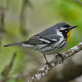 Yellow-throated Warbler
