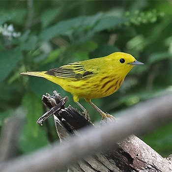 Yellow Warbler