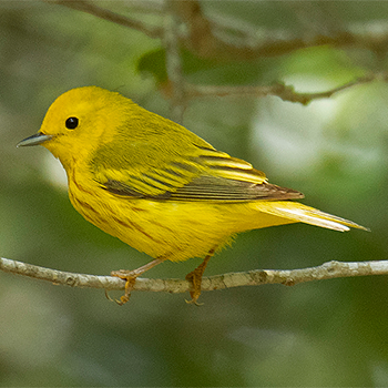 Yellow Warbler