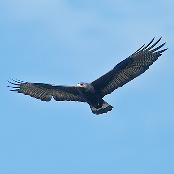 Zone-tailed Hawk