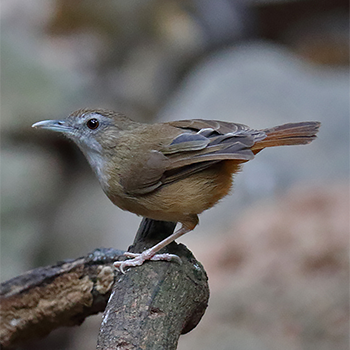 Abbott's Babbler