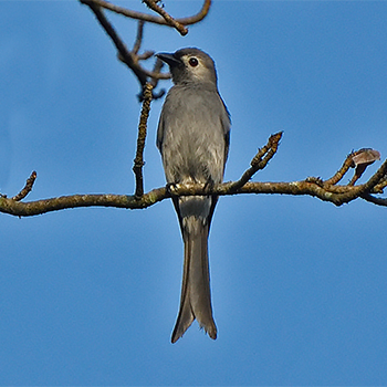 Ashy Drongo