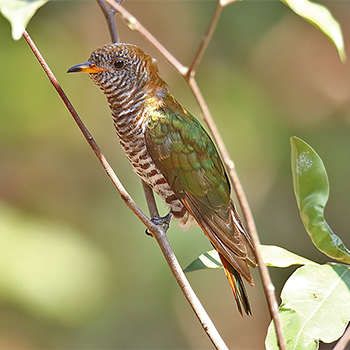Asian Emerald Cuckoo