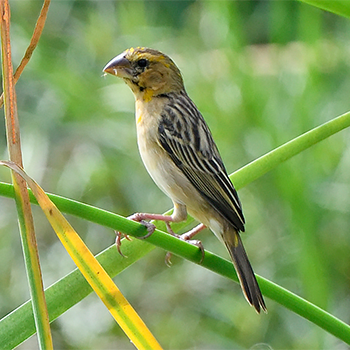 Asian Golden Weaver