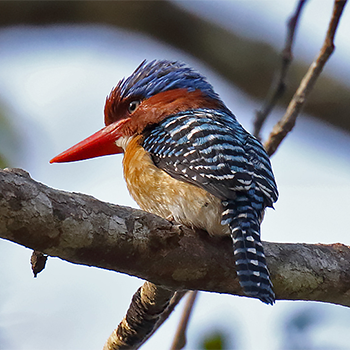 Banded Kingfisher