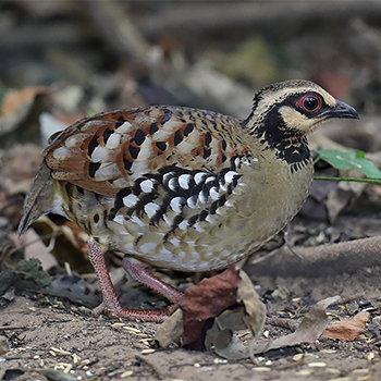 Bar-backed Partridge
