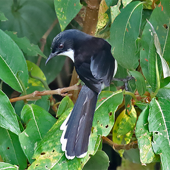 Black-backed Sibia