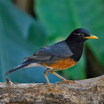 Black-breasted Thrush