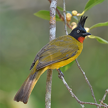 Black-crested (Red-throated) Bulbul
