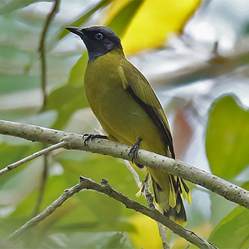 Black-headed Bulbul