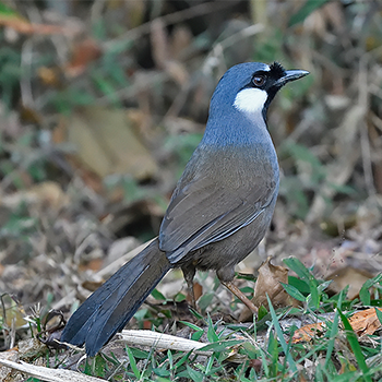 Black-throated Laughingthrush