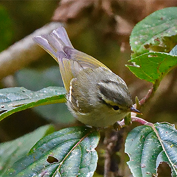 Blyth's Leaf Warbler