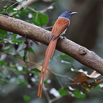Blyth's Paradise-flycatcher