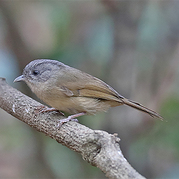 Brown-cheeked Fulvetta