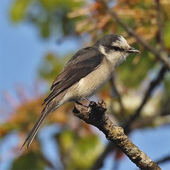 Brown-rumped Minivet