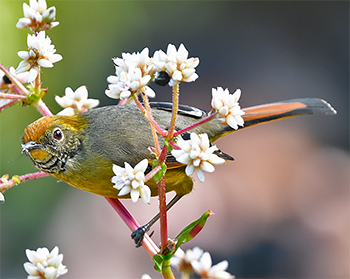 Chestnut-tailed Minla