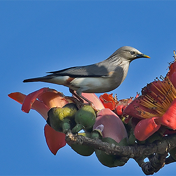 Chestnut-tailed Starling
