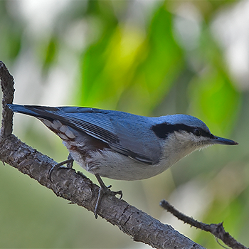 Chestnut-vented Nuthatch