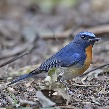 Chinese Blue Flycatcher